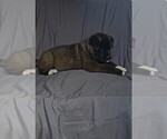 Small #5 Akita