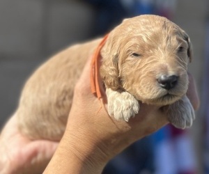 Medium Goldendoodle