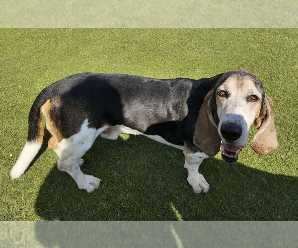 Medium Photo #2 Basset Hound Puppy For Sale in Denton, TX, USA