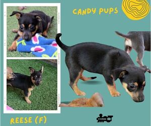 Mutt Dogs for adoption in Lindsay, CA, USA