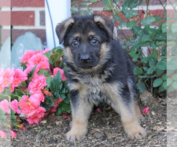 Medium Photo #2 German Shepherd Dog Puppy For Sale in FREDERICKSBG, OH, USA