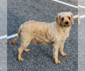 Mother of the Cavapoo puppies born on 08/27/2025