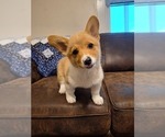 Small #5 Pembroke Welsh Corgi