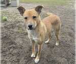 Small #2 Carolina Dog Mix