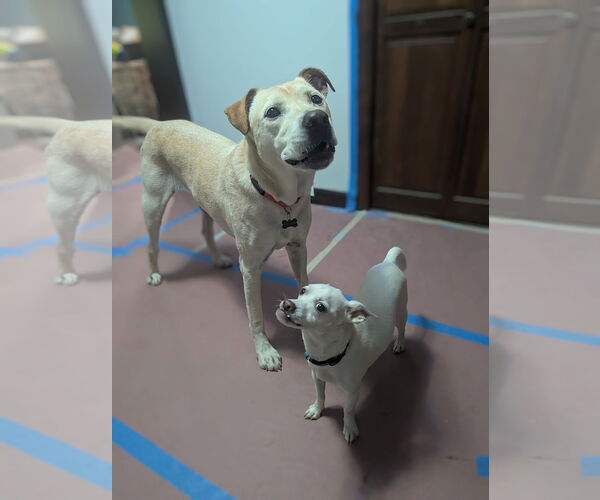 Medium Photo #8 Labrador Retriever-Unknown Mix Puppy For Sale in Maryville, TN, USA