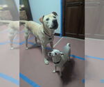 Small #7 Labrador Retriever Mix