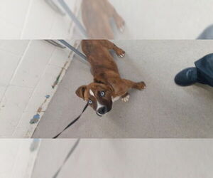 Mutt Dogs for adoption in San Bernardino, CA, USA