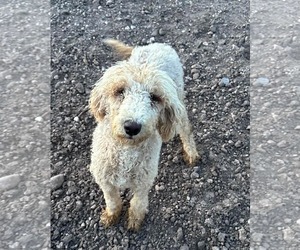 Poodle (Miniature)-Unknown Mix Dogs for adoption in Grafton, WI, USA