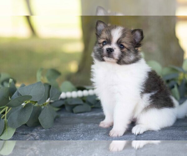 Medium Photo #6 Pomeranian Puppy For Sale in SHILOH, OH, USA