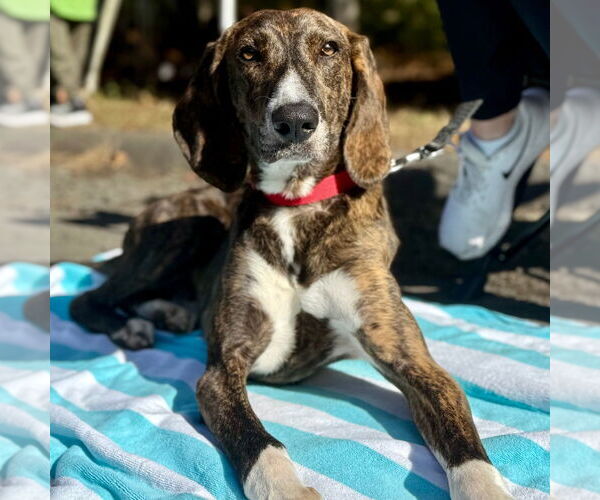 Medium Photo #14 Mutt Puppy For Sale in Canton, CT, USA