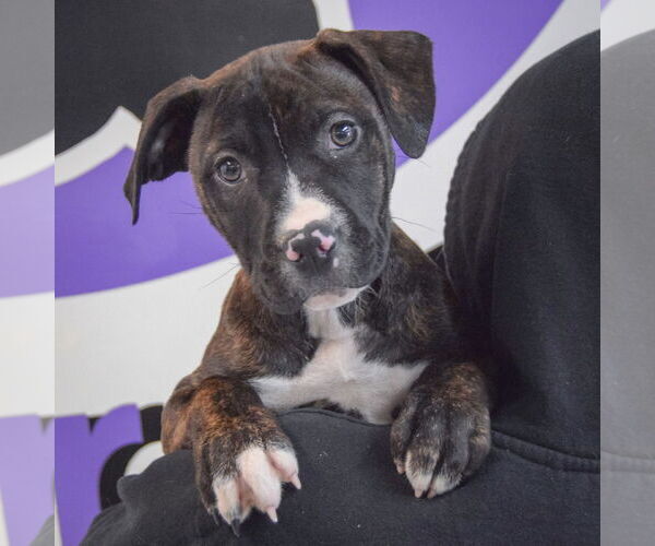 Medium Photo #5 American Staffordshire Terrier-Boxer Mix Puppy For Sale in Huntley, IL, USA