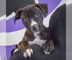 Small #4 American Staffordshire Terrier-Boxer Mix