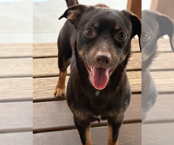 Medium Photo #2 Chiweenie Puppy For Sale in oakland, FL, USA