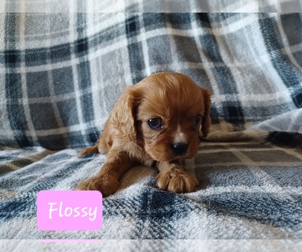 Medium Photo #2 Cavalier King Charles Spaniel Puppy For Sale in STANLEY, WI, USA