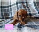 Small #1 Cavalier King Charles Spaniel