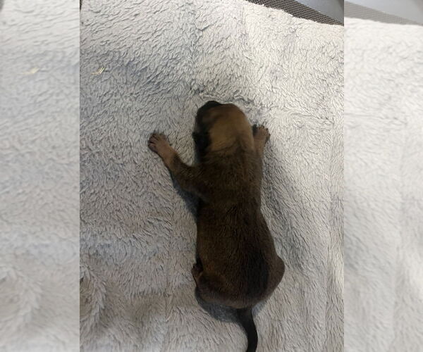 Medium Photo #2 Holland Shepherd-Unknown Mix Puppy For Sale in Imlay City, MI, USA