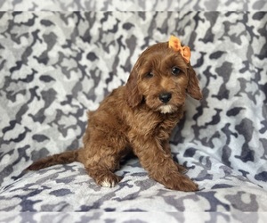 Cock-A-Poo Puppy for sale in LAKELAND, FL, USA