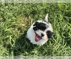 Zuchon Puppy for Sale in FAYETTEVILLE, North Carolina USA