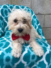 Schnoodle (Miniature) Puppy for sale in EAST EARL, PA, USA