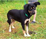 Small #3 Mutt