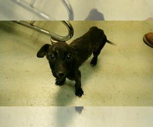 American Pit Bull Terrier-Unknown Mix Dogs for adoption in Tulsa, OK, USA