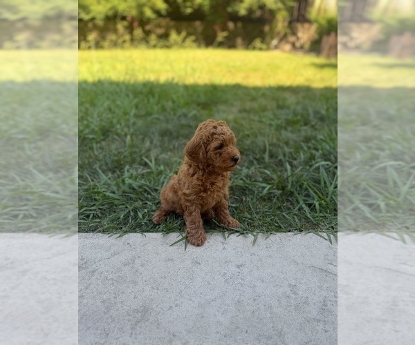 Medium Photo #4 Goldendoodle (Miniature) Puppy For Sale in ROSEVILLE, CA, USA