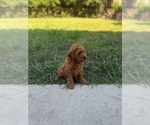 Small #3 Goldendoodle (Miniature)