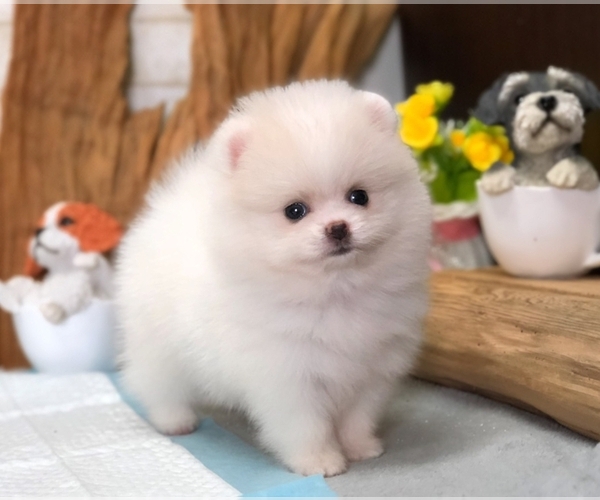 View Ad Pomeranian Puppy for Sale near Florida, MIAMI