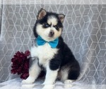 Small Photo #7 Pomeranian-Pomsky Mix Puppy For Sale in LAKELAND, FL, USA