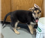 Small #2 German Shepherd Dog