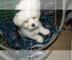 Small Photo #15 Maltese Puppy For Sale in PATERSON, NJ, USA