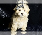 Puppy scootaloo Maltipoo (Miniature)