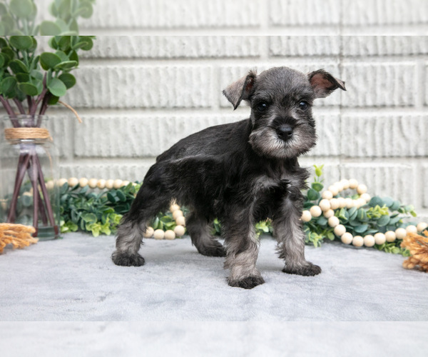 Medium Photo #2 Schnauzer (Miniature) Puppy For Sale in BALTIC, OH, USA