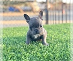 Small #25 French Bulldog