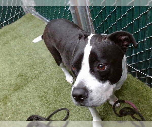 Medium Photo #1 Mastiff Puppy For Sale in Downey, CA, USA