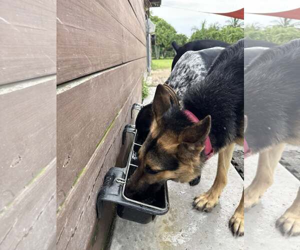 Medium Photo #3 German Shepherd Dog Puppy For Sale in Plantation, FL, USA