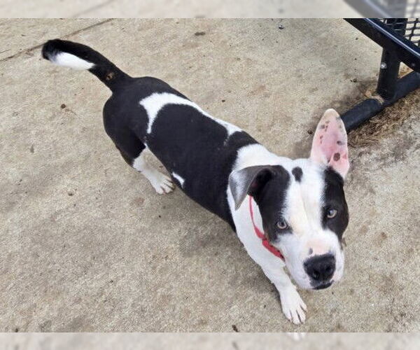 Medium Photo #4 Mutt Puppy For Sale in Martinez, CA, USA