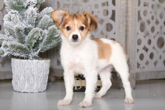 Papillon Puppy for sale in MOUNT VERNON, OH, USA