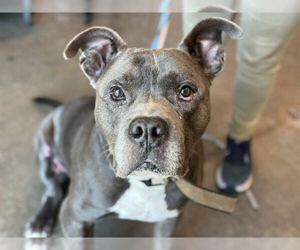 Medium Photo #1 American Pit Bull Terrier Puppy For Sale in Tavares, FL, USA