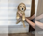 Small #3 Goldendoodle