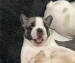 Puppy Puppy 4 French Bulldog