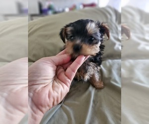 Yorkshire Terrier Puppy for sale in SALEM, OR, USA