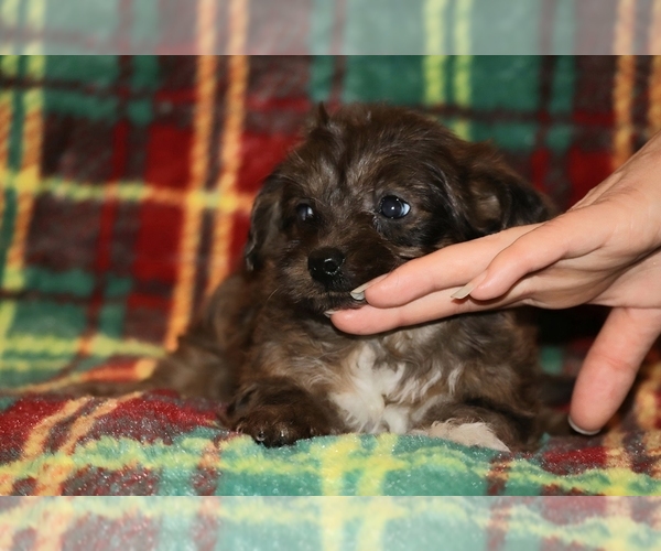Medium Photo #8 Yorkiepoo mix (+ Poodle Toy) Puppy For Sale in DYERSBURG, TN, USA