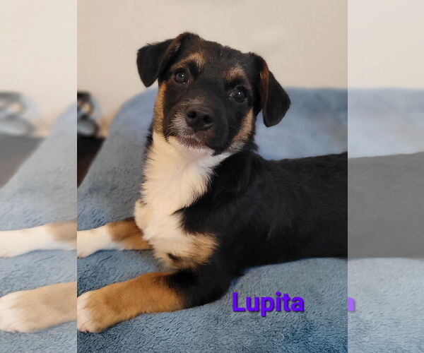 Medium Photo #2 Chiweenie Puppy For Sale in Des Moines, IA, USA