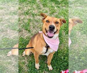 Mutt Dogs for adoption in Abbeville, LA, USA