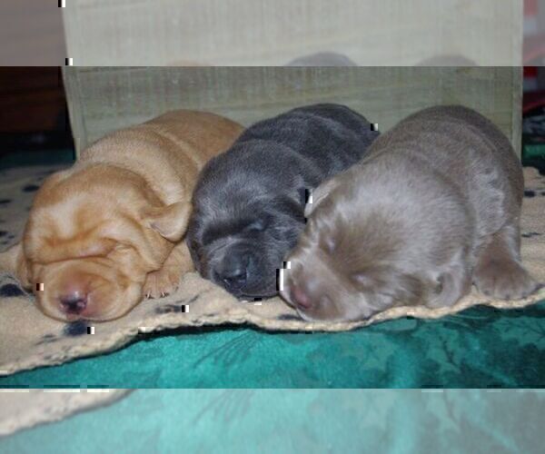 Medium Photo #12 Labrador Retriever Puppy For Sale in DENVER, CO, USA