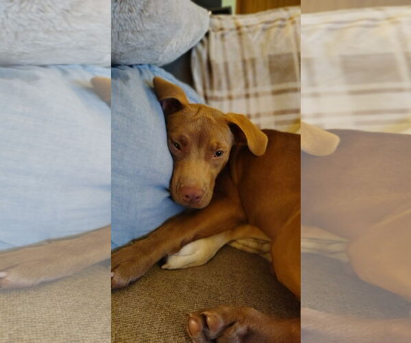 Medium Photo #3 Labrador Retriever-Unknown Mix Puppy For Sale in New London, WI, USA