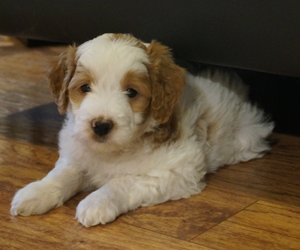 Medium Photo #3 Golden Mountain Doodle  Puppy For Sale in JIM FALLS, WI, USA