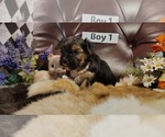 Small #4 Yorkshire Terrier