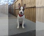 Small Photo #9 Mutt Puppy For Sale in Gretna, NE, USA